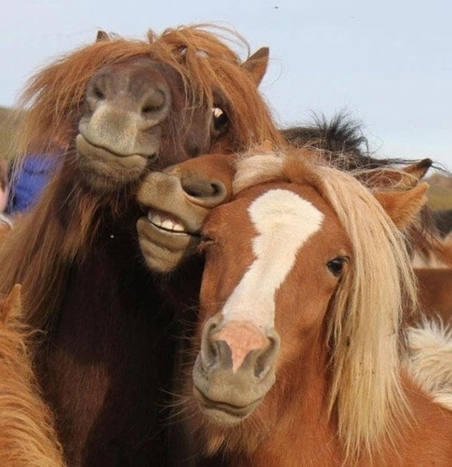 extremely photogenic horses