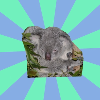 Clinically Depressed Koala