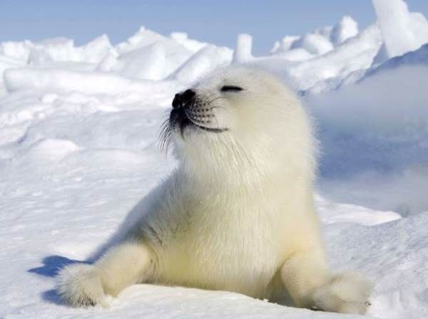 Cutie Seal of Marshmallow 