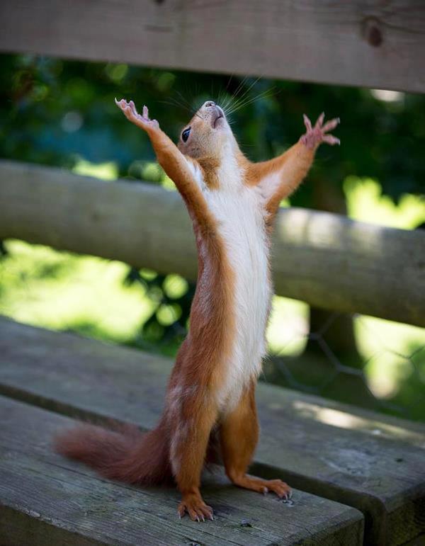 squirrel of praise