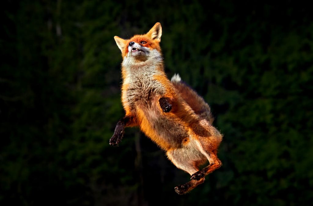 Jump For Joy Fox