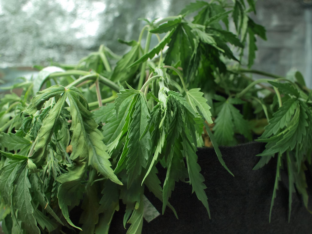 У марихуаны опустились листья наркотик секс