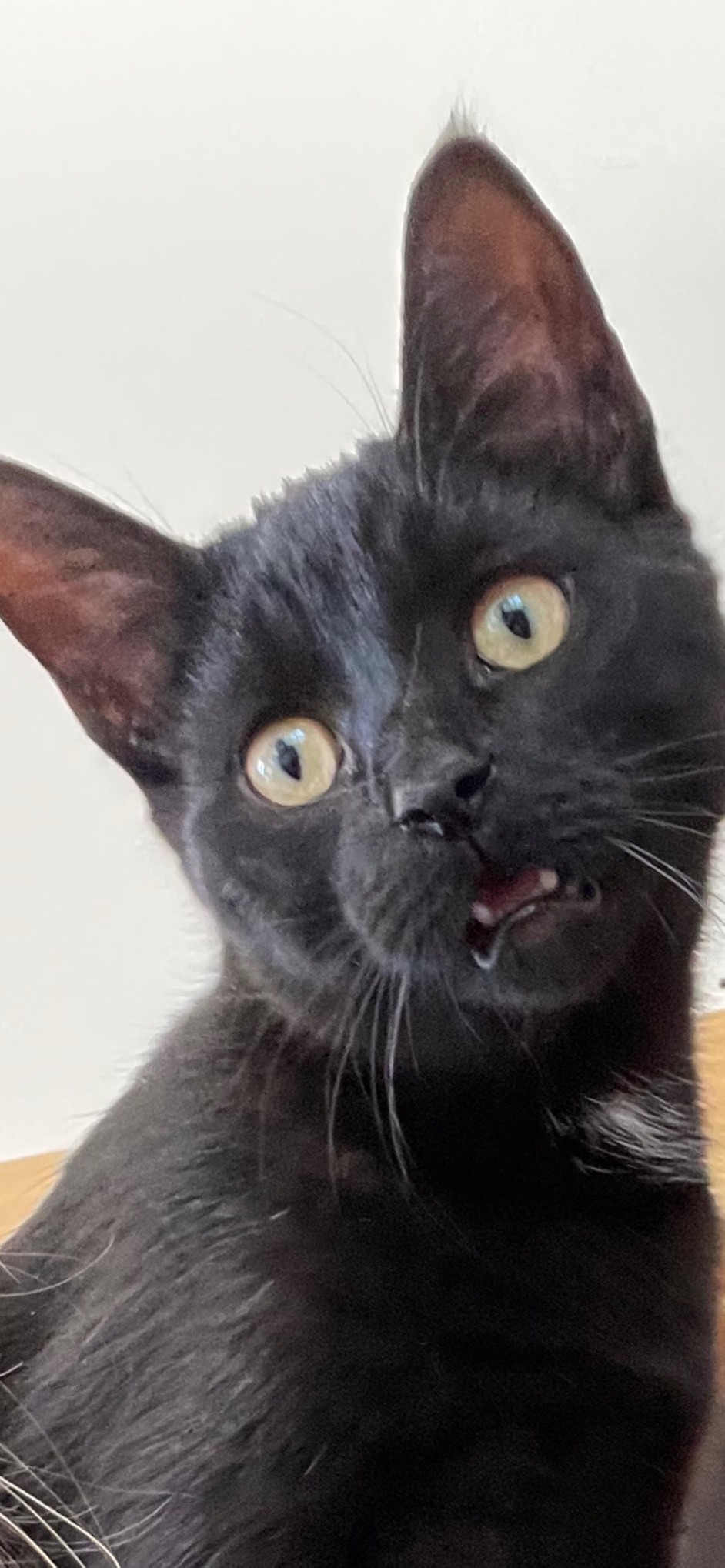 Surprised kitty cat cat