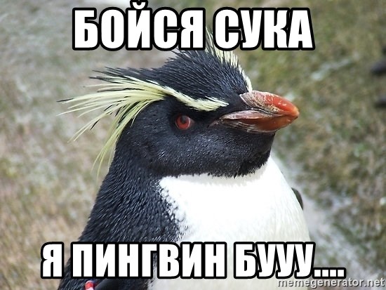 So What Penguin - Бойся Сука Я пингвин Бууу....