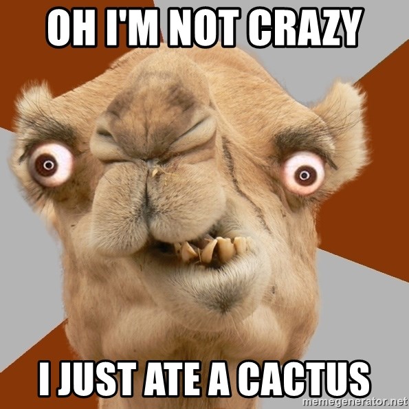 Crazy Camel lol - OH I'M NOT CRAZY  I JUST ATE A CACTUS