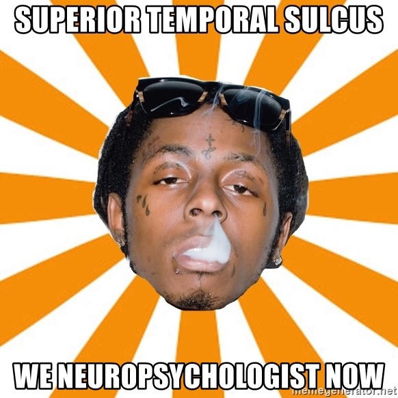 Lil Wayne Meme - superior temporal sulcus we neuropsychologist now