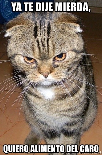 angry cat 2 - ya te dije mierda, quiero alimento del caro