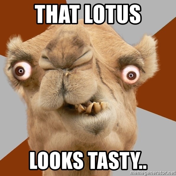 Crazy Camel lol - that lotus looks tasty..