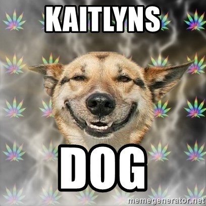 Stoner Dog - KAITLYNS DOG