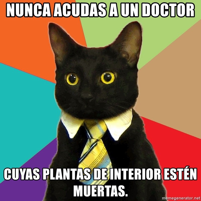 Business Cat - Nunca acudas a un doctor  CUYAS PLANTAS DE INTERIOR ESTÉN MUERTAS.