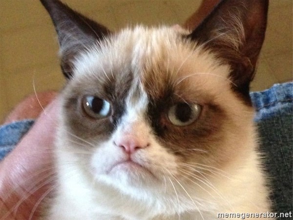 Angry Cat Meme - 