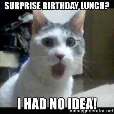 Surprised Cat - Surprise birthday lunch? I had no idea!