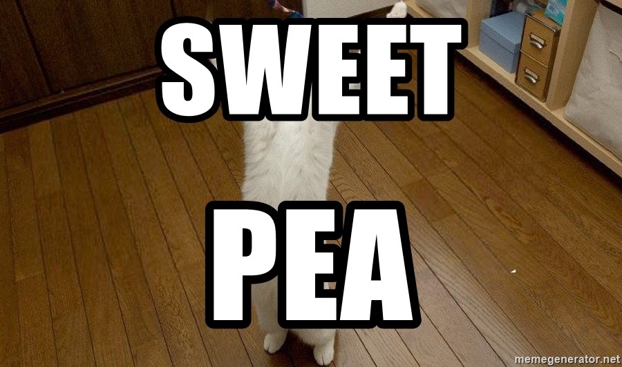 praise the lord cat - Sweet Pea