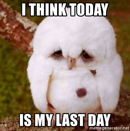 Depressed Owl - I think today Is my last day
