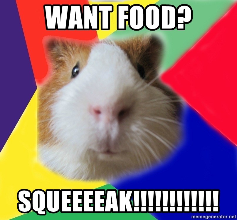 Typical guinea pig - WANT FOOD? SQUEEEEAK!!!!!!!!!!!!