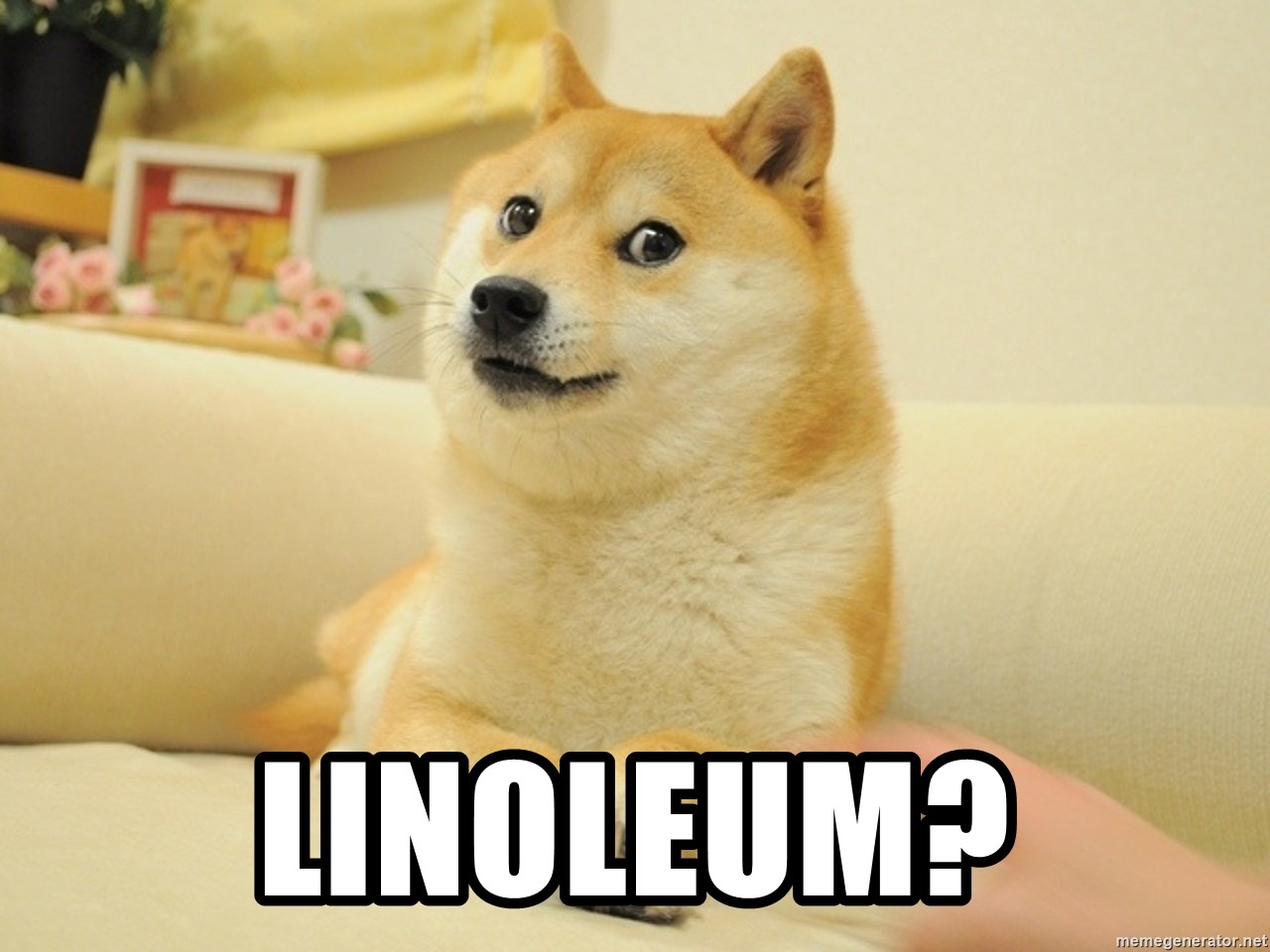 so doge - Linoleum?