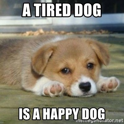 A Tired Dog Is A Happy Dog Sad Puppy Face Meme Generator