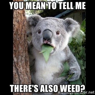 Koala can't believe it - you mean to tell me there's also weed?