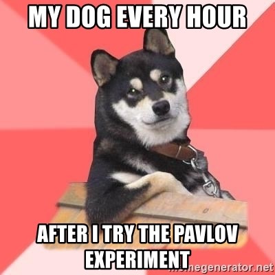 Cool Dog - My dog every hour  After I try the Pavlov experiment