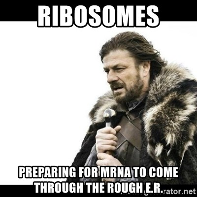Winter is Coming - RIBOSOMES  preparing for mRNA to come through the rough E.R.