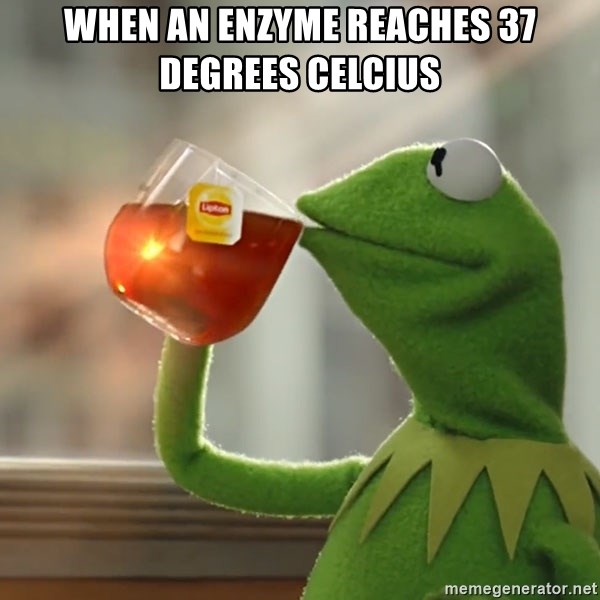 Kermit The Frog Drinking Tea - When an enzyme reaches 37 degrees Celcius