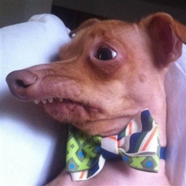 Tuna, the "Phteven" dog meme template