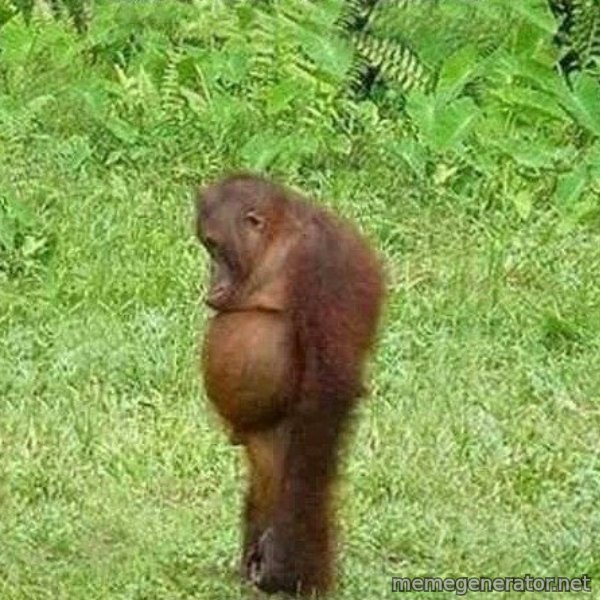 Orangutan Stan meme template
