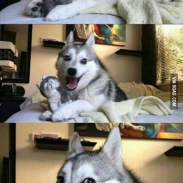 Funny Husky meme template