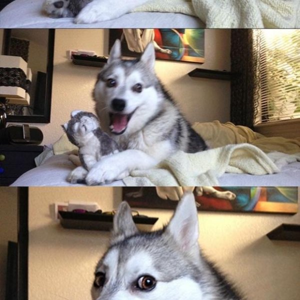 Bad Pun Dog meme template