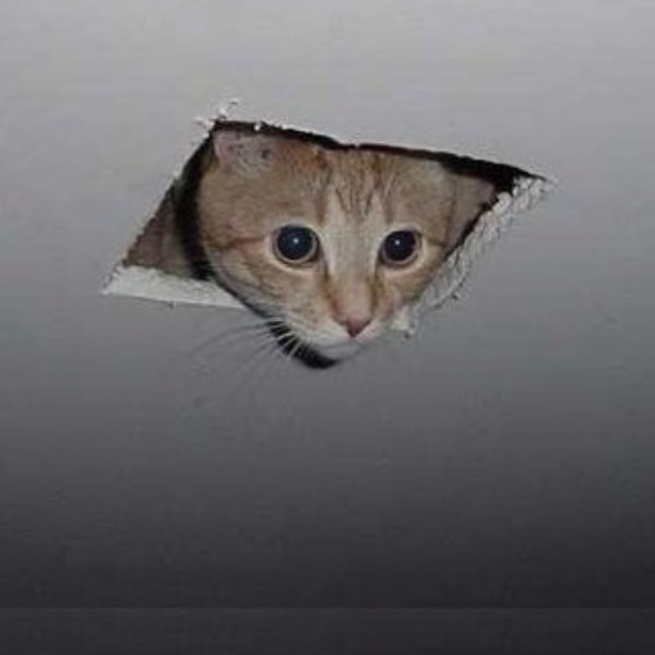 Ceiling cat meme template