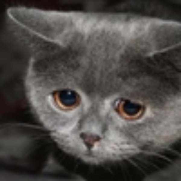 sad cat meme template