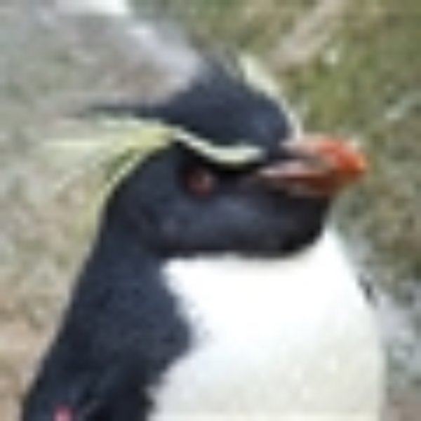 So What Penguin meme template