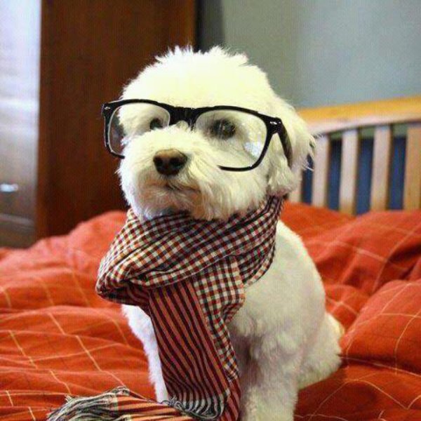 hipster dog meme template