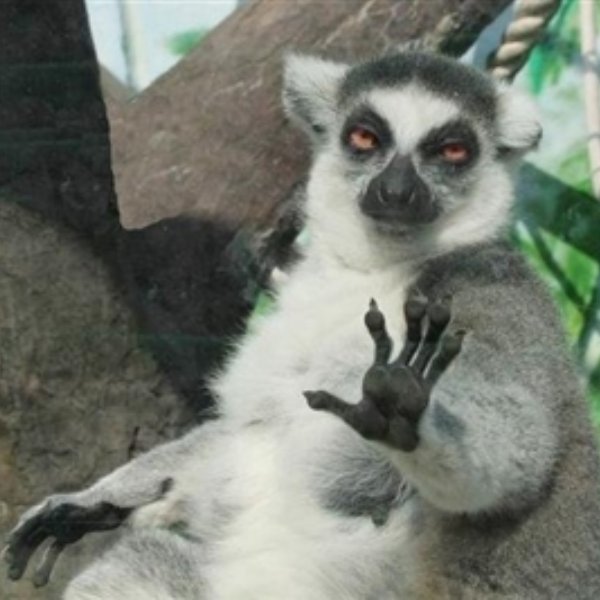 Not Today Lemur meme template