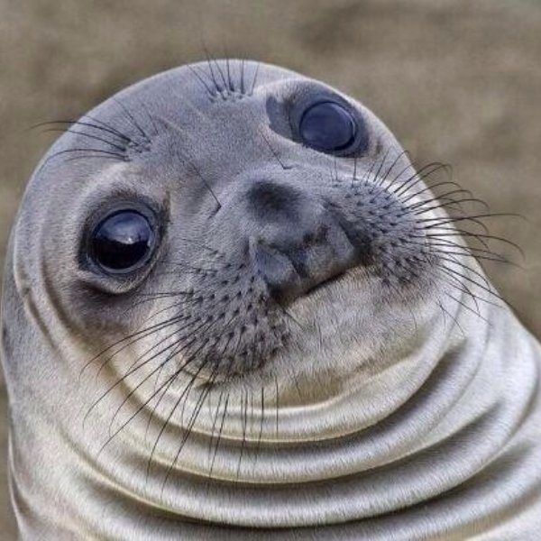 Awkward Seal meme template