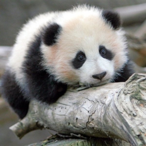 sad panda meme template