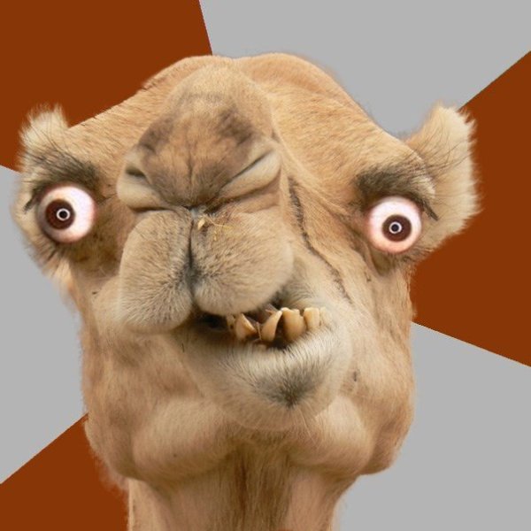 Crazy Camel lol meme template