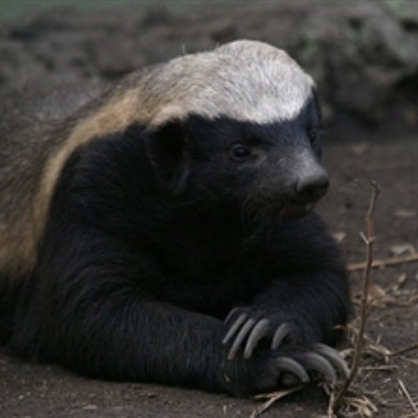Honey Badger meme template