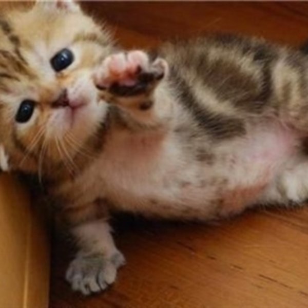 fallen kitten meme template