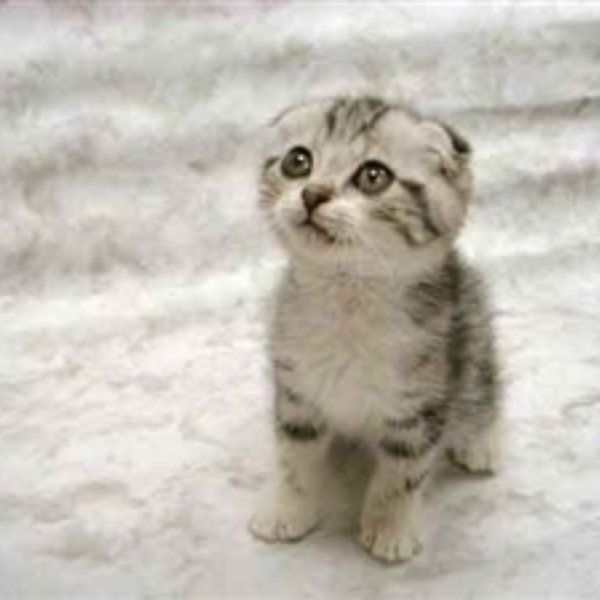 The Favre Kitten meme template