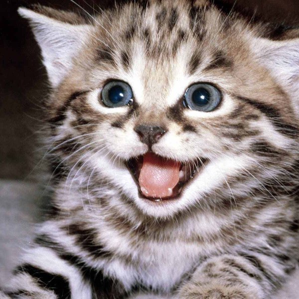 HAPPY KITTEN meme template