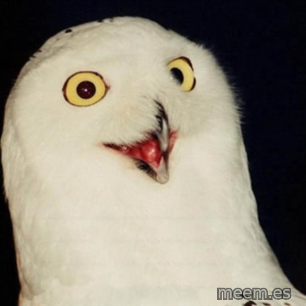 Orly Owl meme template