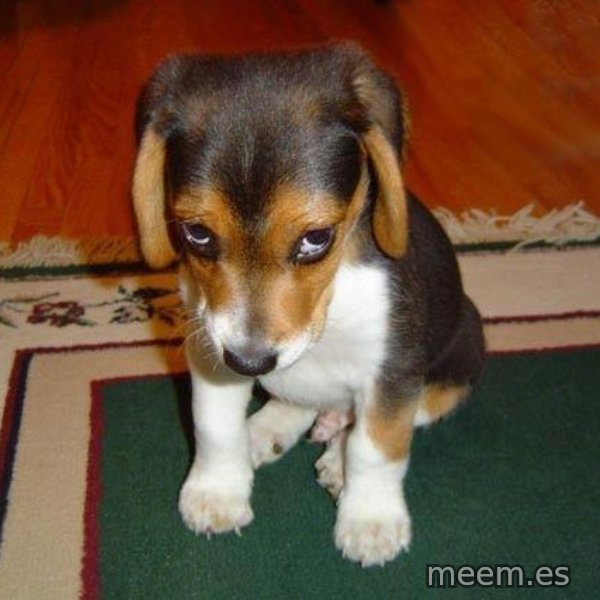 Sad Puppy meme template