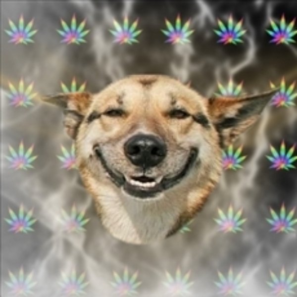 Original Stoner Dog meme template