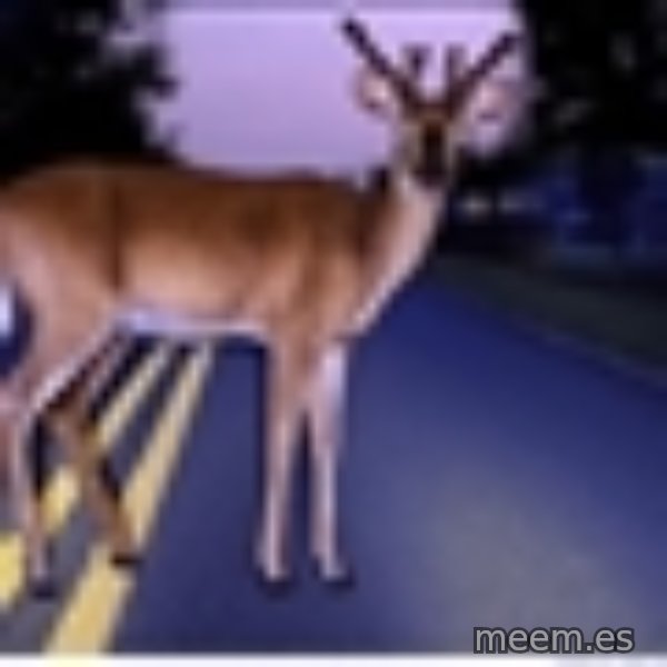 Deer In Headlights meme template