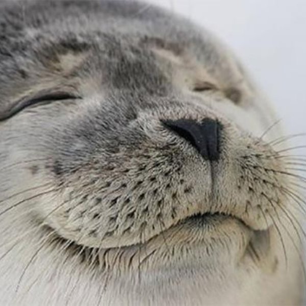 Satisfied Seal meme template
