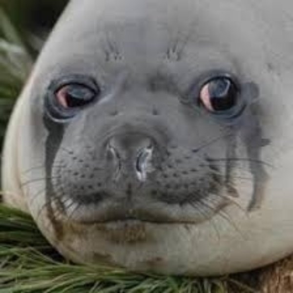 sad crying seal meme template