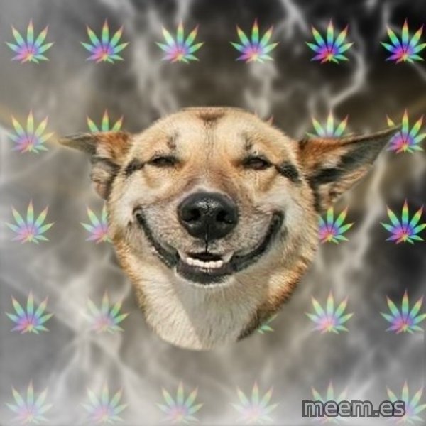 Stoner Dog meme template