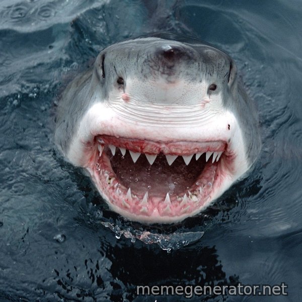 Insanity Shark meme template