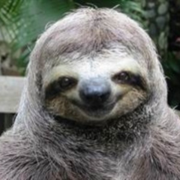 Sexual Sloth meme template